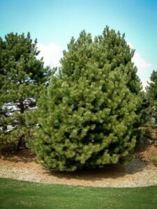 Сосна Чёрная (Pinus Nigra) купить по цене от 270.00р. в интернет-магазине «Посадика» с доставкой почтой в в Тарко-Салее и по всей России – [изображение №1].