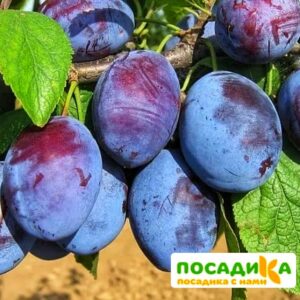 Слива Чачакская ранняя купить по цене от 229.00р. в интернет-магазине «Посадика» с доставкой почтой в в Тарко-Салее и по всей России – [изображение №1].