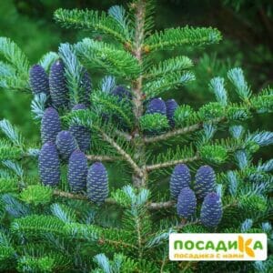 Пихта корейская (Abies koreana) купить по цене от 450.00р. в интернет-магазине «Посадика» с доставкой почтой в в Тарко-Салее и по всей России – [изображение №1].