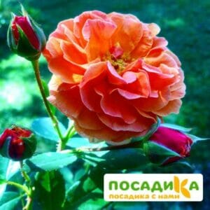 Роза Арабия купить по цене от 350.00р. в интернет-магазине «Посадика» с доставкой почтой в в Тарко-Салее и по всей России – [изображение №1].