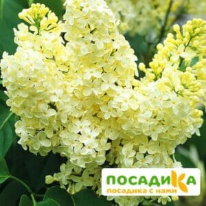 Сирень Примроуз (Primrose) купить по цене от 529.00р. в интернет-магазине «Посадика» с доставкой почтой в в Тарко-Салее и по всей России – [изображение №1].