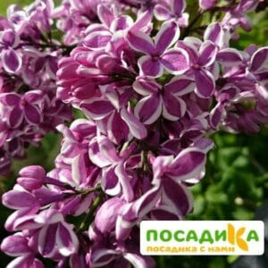 Сирень Сенсация купить по цене от 529.00р. в интернет-магазине «Посадика» с доставкой почтой в в Тарко-Салее и по всей России – [изображение №1].