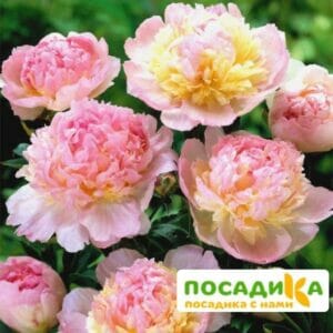 Пион Распберри Сандей (Paeonia Raspberry Sundae) купить по цене от 959р. в интернет-магазине «Посадика» с доставкой почтой в в Тарко-Салее и по всей России – [изображение №1].