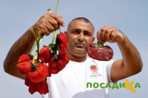 Клубника Гигант Джорнея купить по цене от 266р. в интернет-магазине «Посадика» с доставкой почтой в в Тарко-Салее и по всей России – [изображение №1].