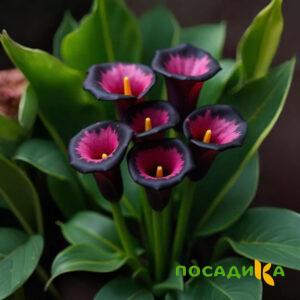 Калла Аура Лейс купить по цене от 400р. в интернет-магазине «Посадика» с доставкой почтой в в Тарко-Салее и по всей России – [изображение №1].