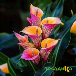 Калла Оникс купить по цене от 450р. в интернет-магазине «Посадика» с доставкой почтой в в Тарко-Салее и по всей России – [изображение №1].