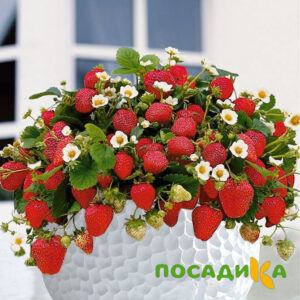Клубника Рубиновый Шепот (горшечная) купить по цене от 240р. в интернет-магазине «Посадика» с доставкой почтой в в Тарко-Салее и по всей России – [изображение №1].