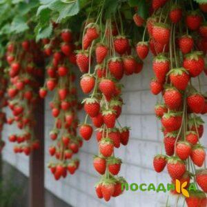 Клубника вьющаяся Комплимент купить по цене от 470р. в интернет-магазине «Посадика» с доставкой почтой в в Тарко-Салее и по всей России – [изображение №1].