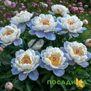 Пион акварельный Этюд купить по цене от 806р. в интернет-магазине «Посадика» с доставкой почтой в в Тарко-Салее и по всей России – [изображение №1].