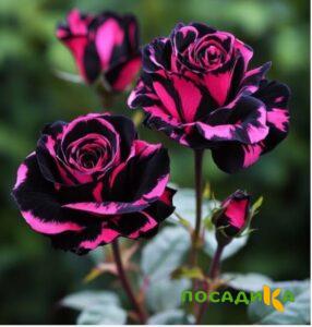 Роза Багровый Шепот купить по цене от 366р. в интернет-магазине «Посадика» с доставкой почтой в в Тарко-Салее и по всей России – [изображение №1].