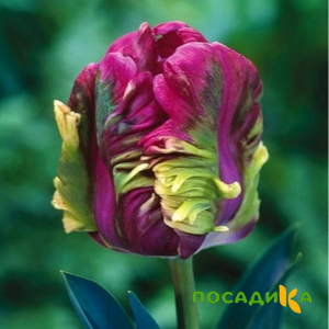 Тюльпан Экзотик Хэвен купить по цене от 186р. в интернет-магазине «Посадика» с доставкой почтой в в Тарко-Салее и по всей России – [изображение №1].