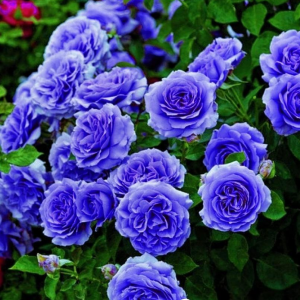 Роза Блю Мун купить по цене от 450р. в интернет-магазине «Посадика» с доставкой почтой в в Тарко-Салее и по всей России – [изображение №1].