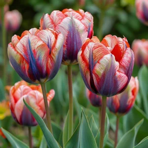 Тюльпан Эбисан Грэйс купить по цене от 217р. в интернет-магазине «Посадика» с доставкой почтой в в Тарко-Салее и по всей России – [изображение №1].