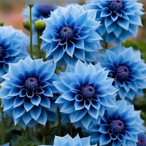 Георгин Вижапе купить по цене от 699р. в интернет-магазине «Посадика» с доставкой почтой в в Тарко-Салее и по всей России – [изображение №1].